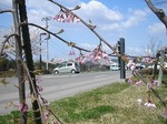 春の便り2010